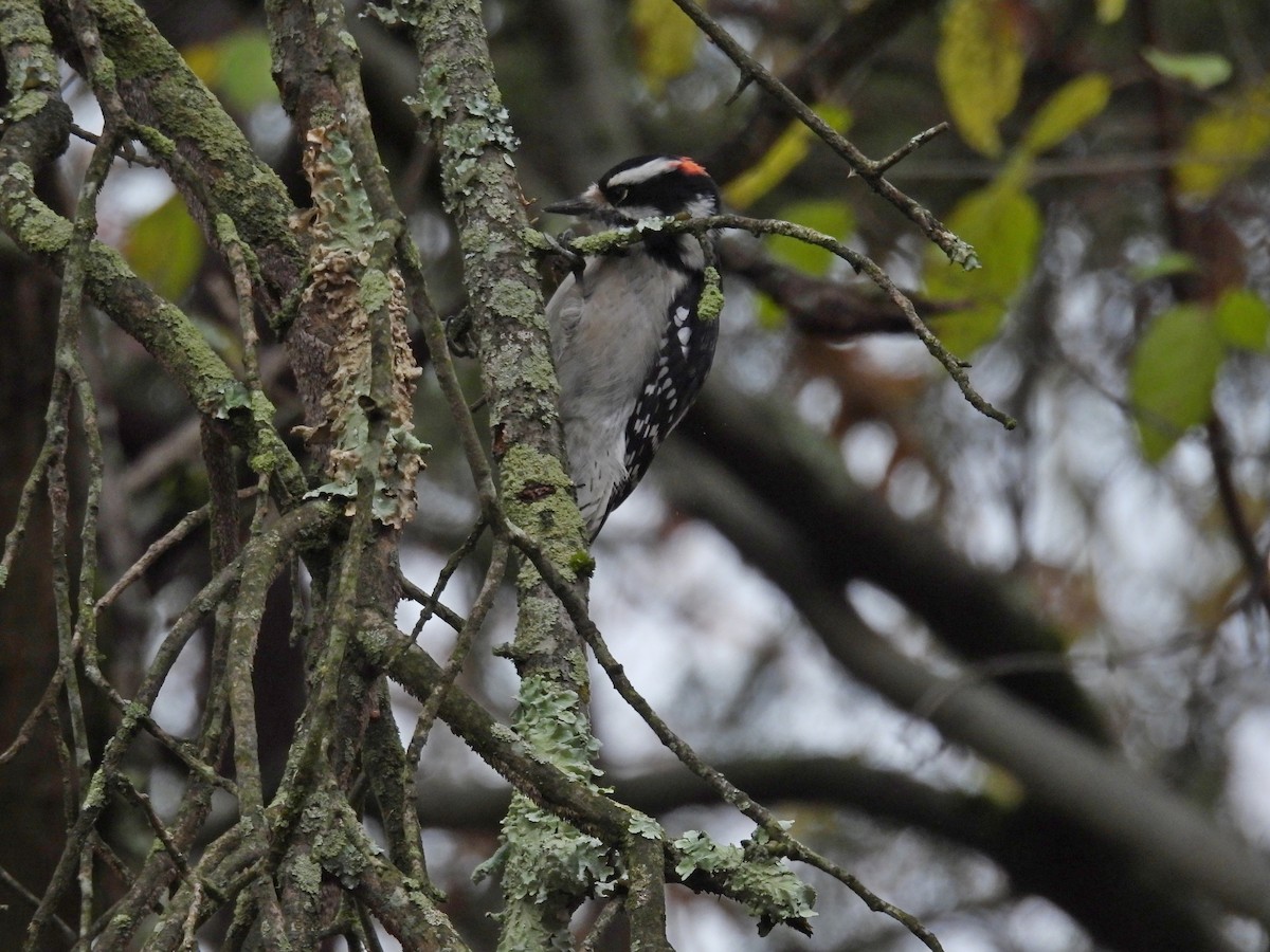 Downy Woodpecker - ML645744134