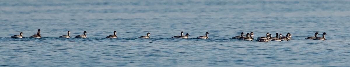 Черношейная поганка - ML645744150