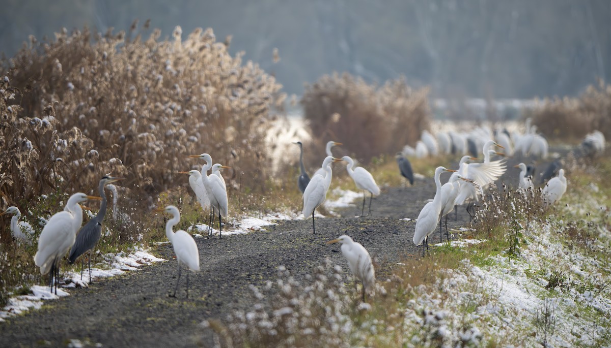 大白鷺 - ML645744174