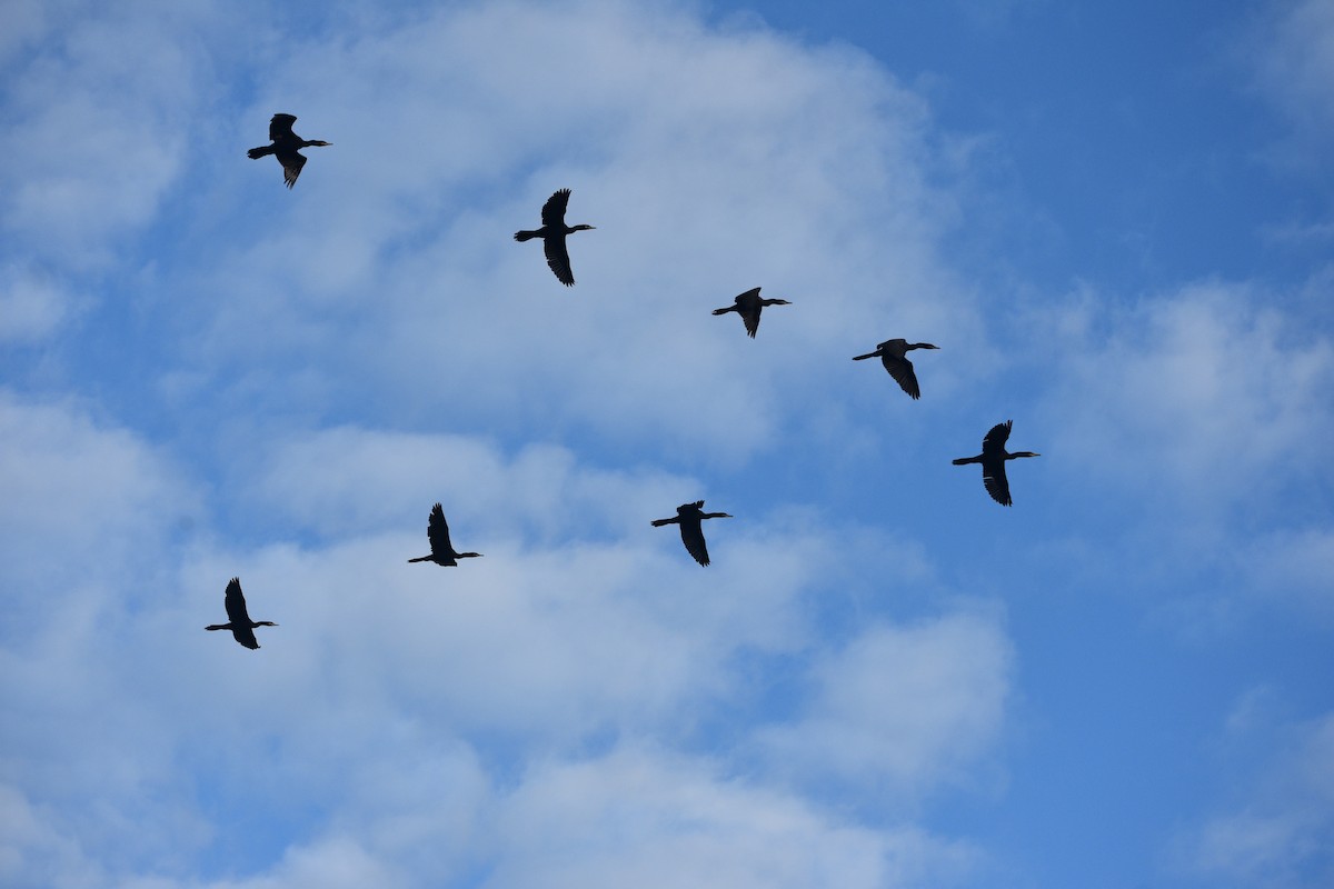 Neotropic Cormorant - ML645744178