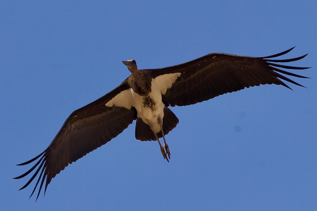 Чёрный аист - ML645744179