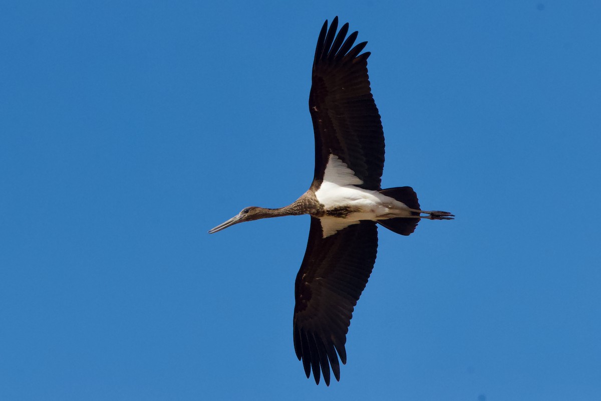 Чёрный аист - ML645744180