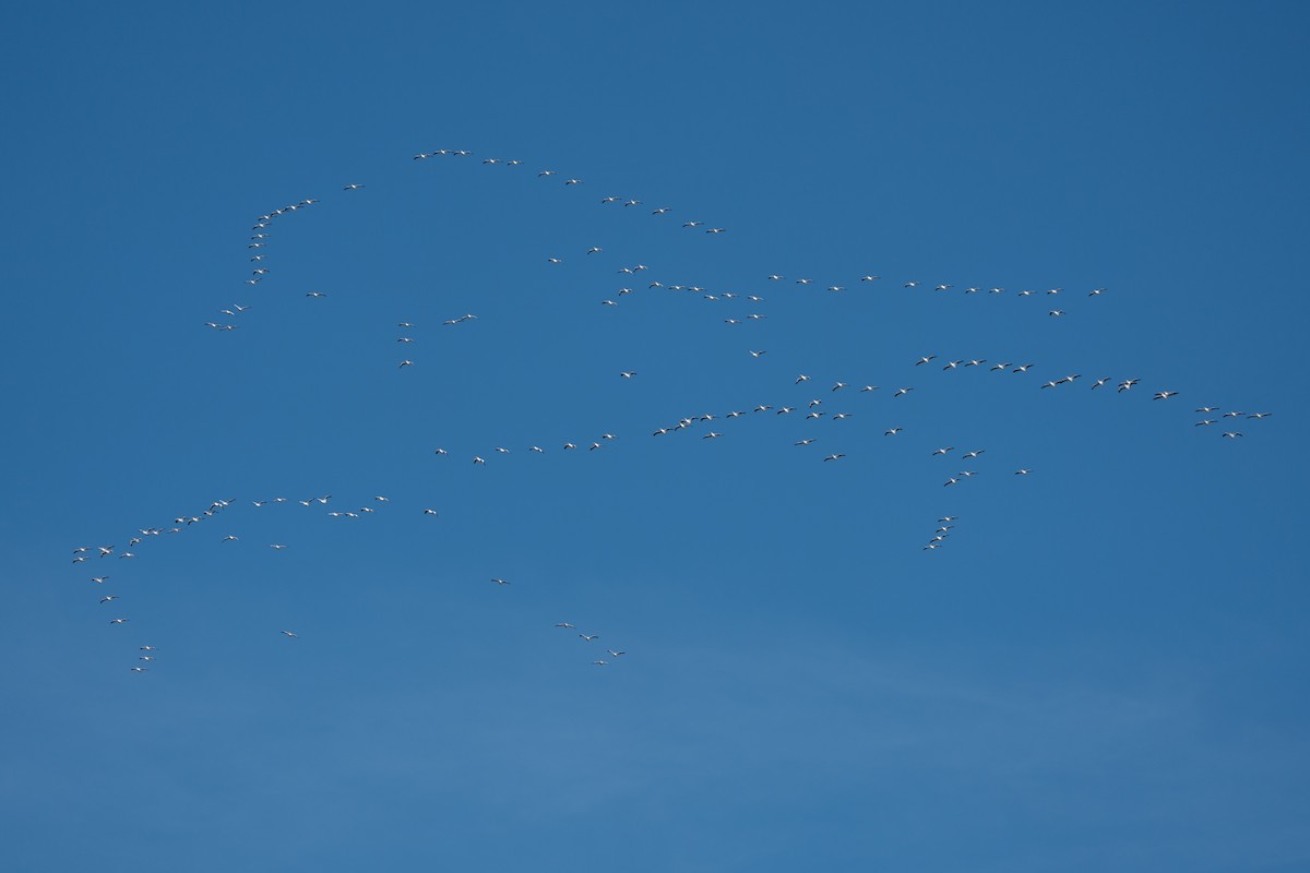 American White Pelican - ML645744181