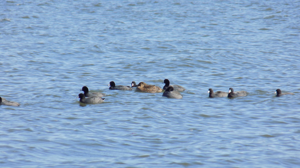 King Eider - ML645744195