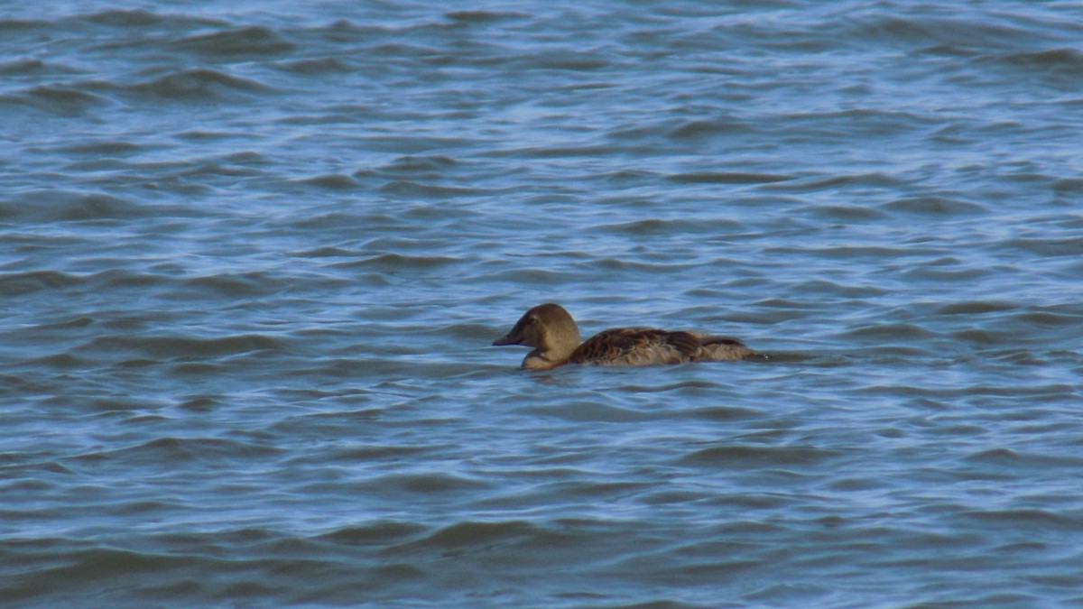 King Eider - ML645744196