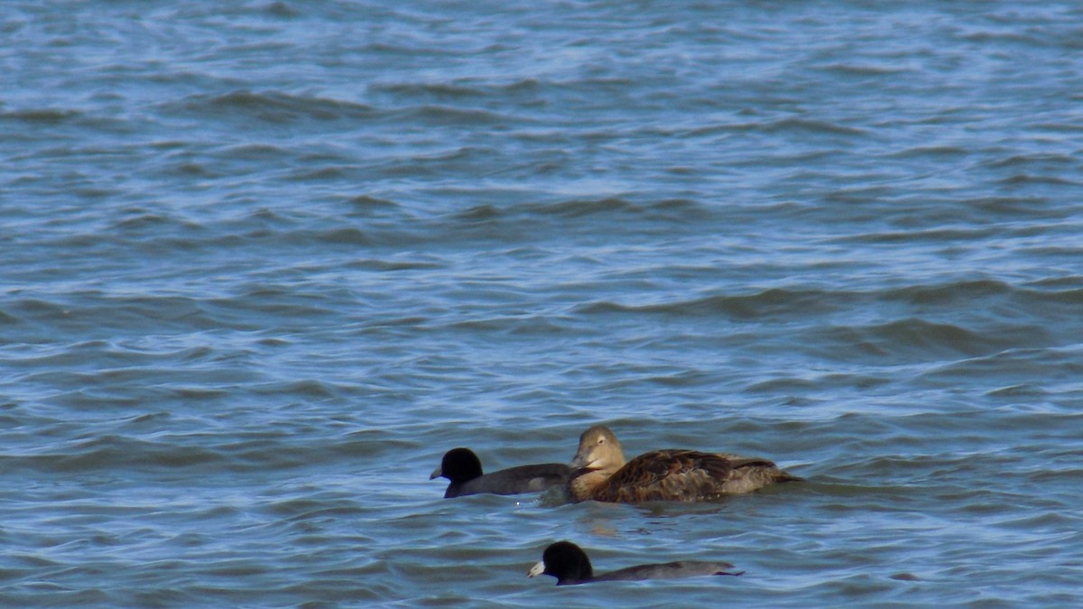 King Eider - ML645744197