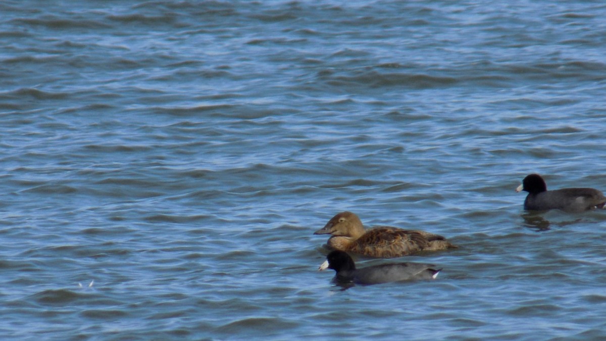 King Eider - ML645744198