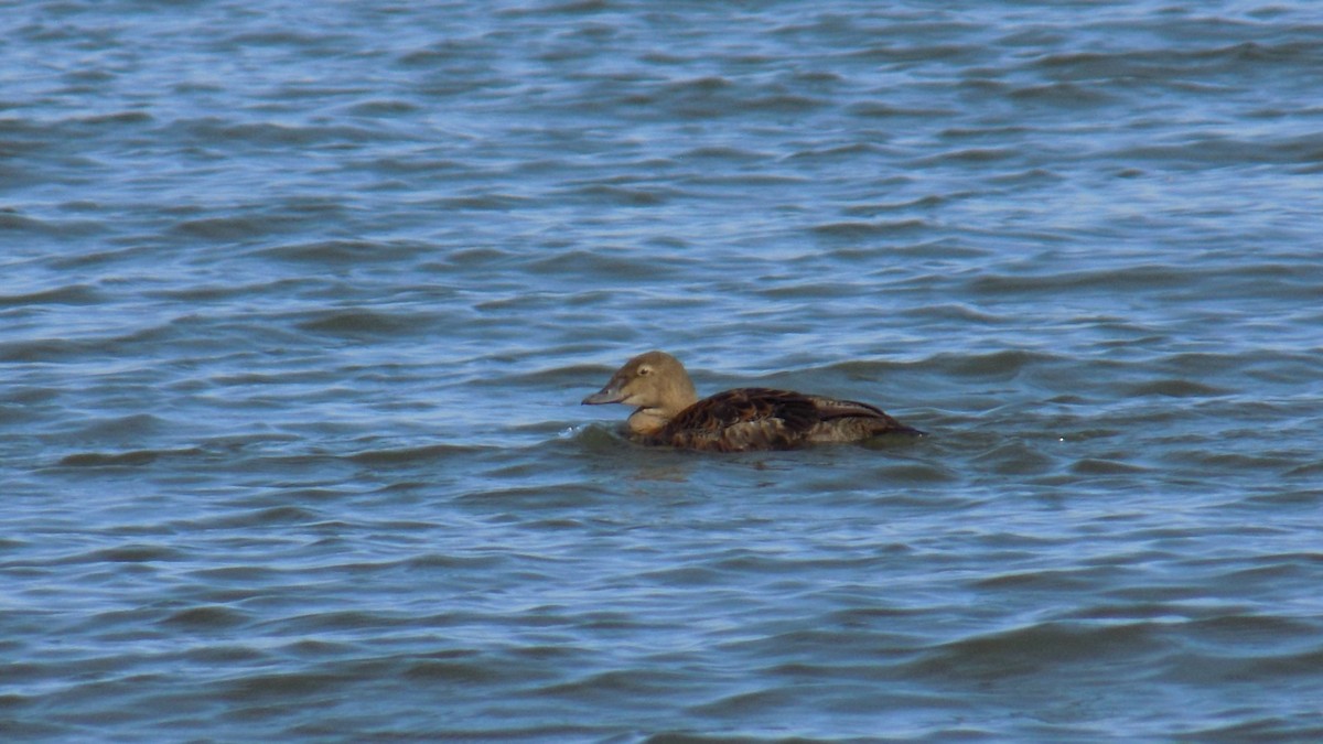King Eider - ML645744199