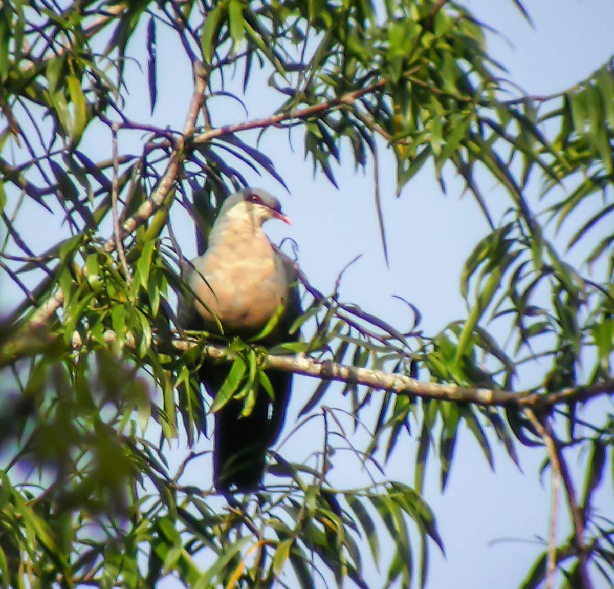 Seram Mountain-Pigeon - ML645744200