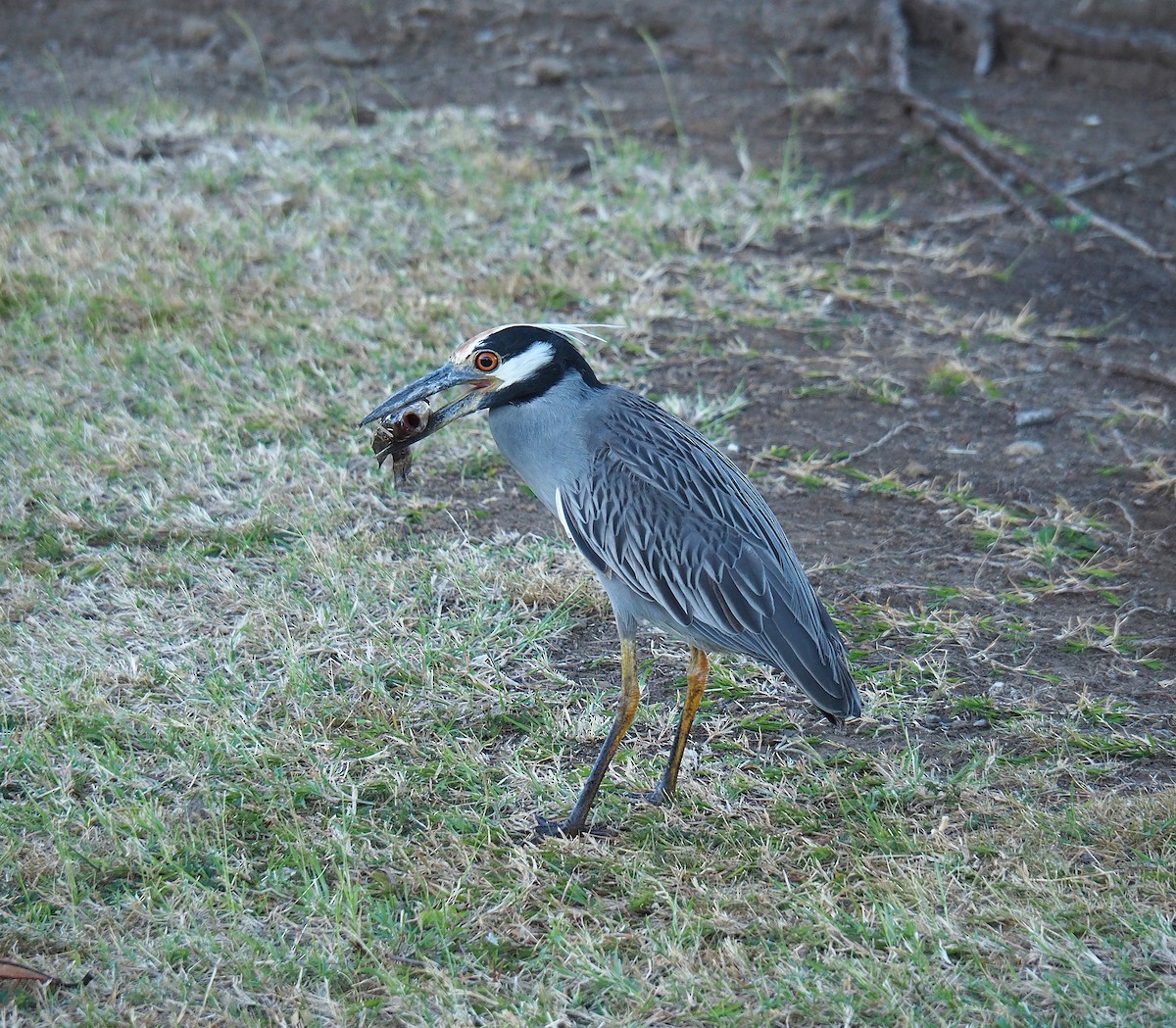 Yellow-crowned Night Heron - ML645744207