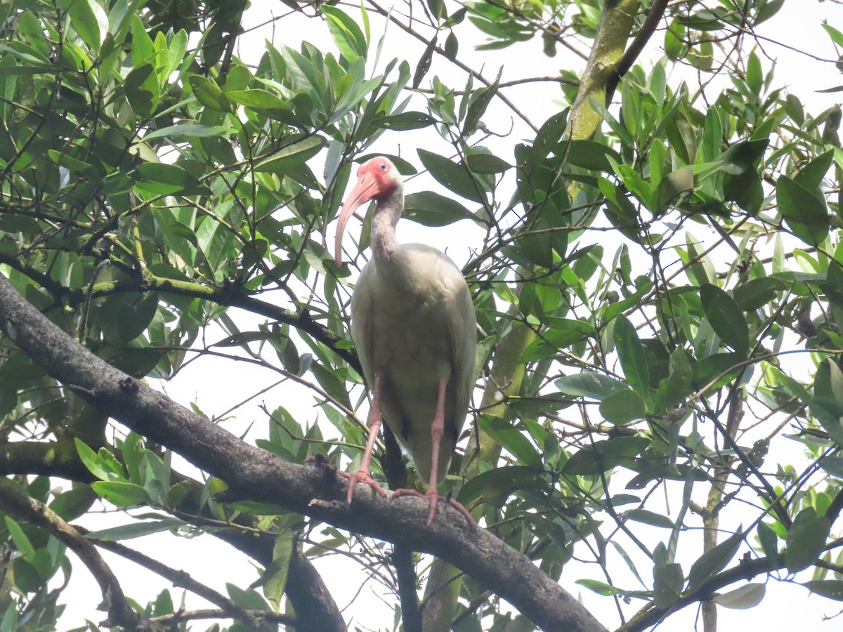 Corocoro Blanco - ML645744213