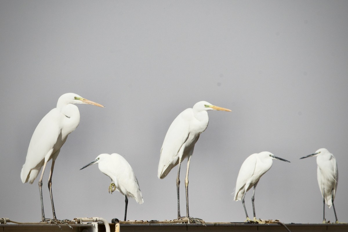 Большая белая цапля - ML645744219