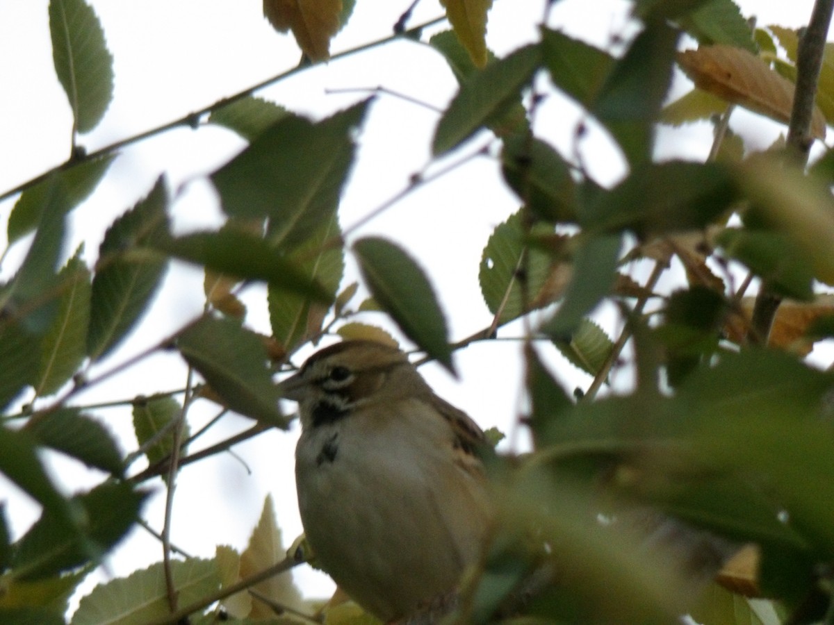 Lark Sparrow - ML645744220