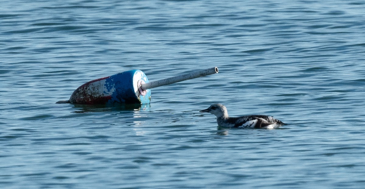 אוריה שחורה - ML645744225