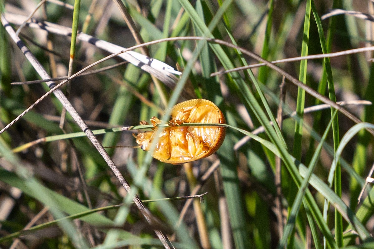 Dotted Paropsine Leaf Beetle - ML645744240