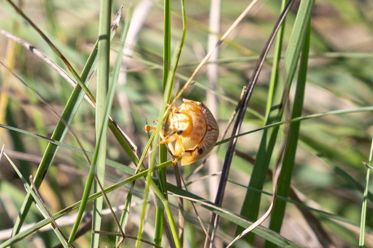 Dotted Paropsine Leaf Beetle - ML645744241