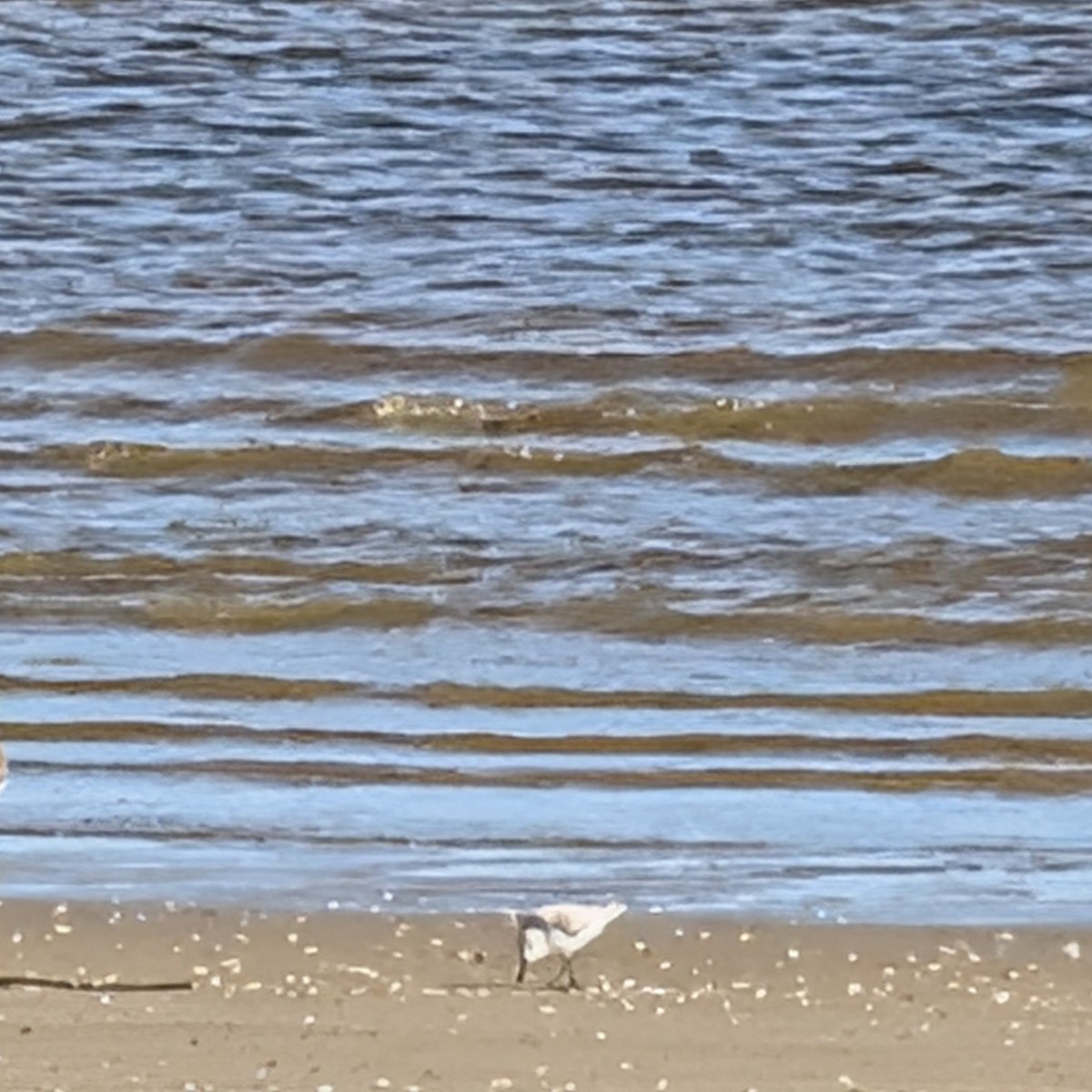 Песчанка - ML645744243