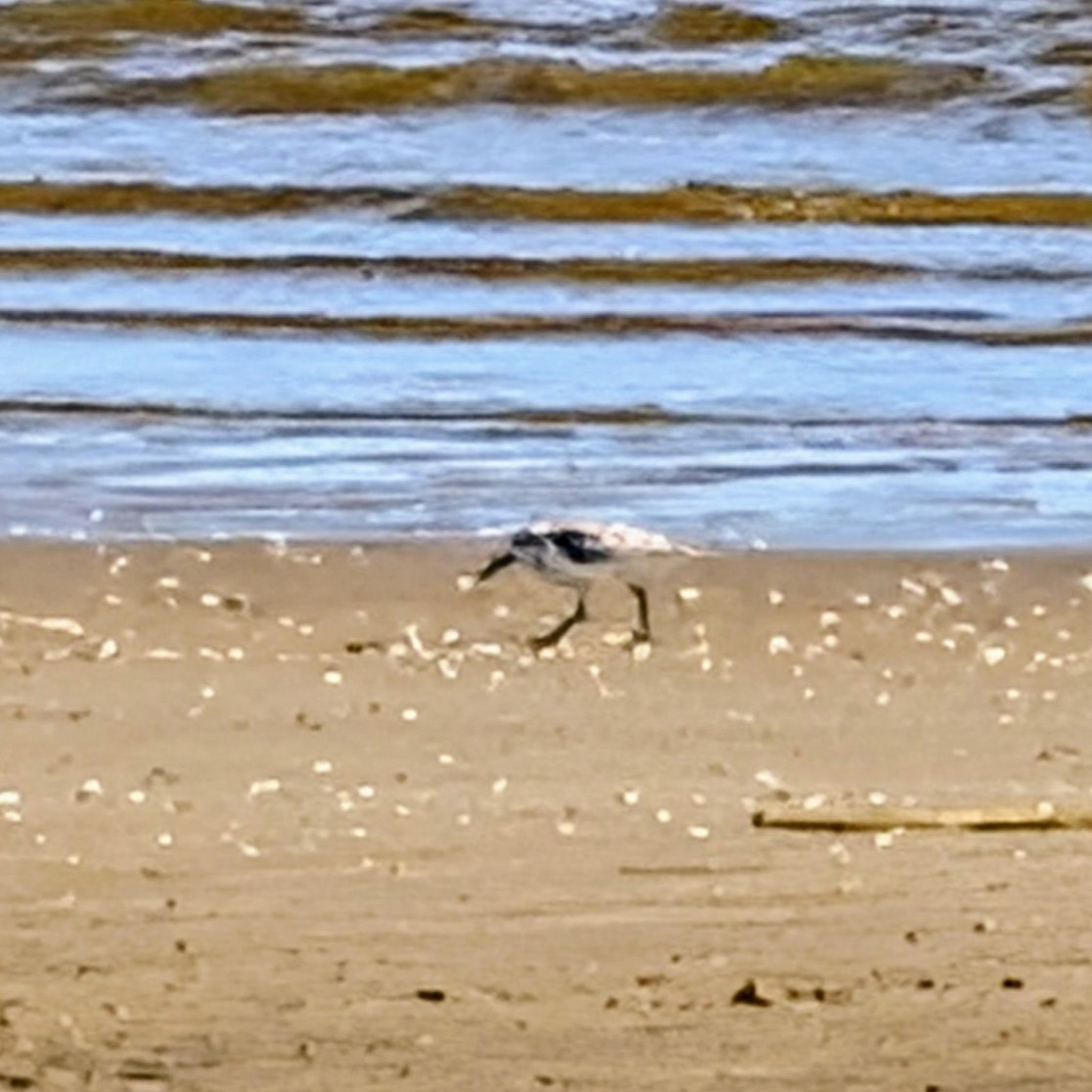 Песчанка - ML645744244