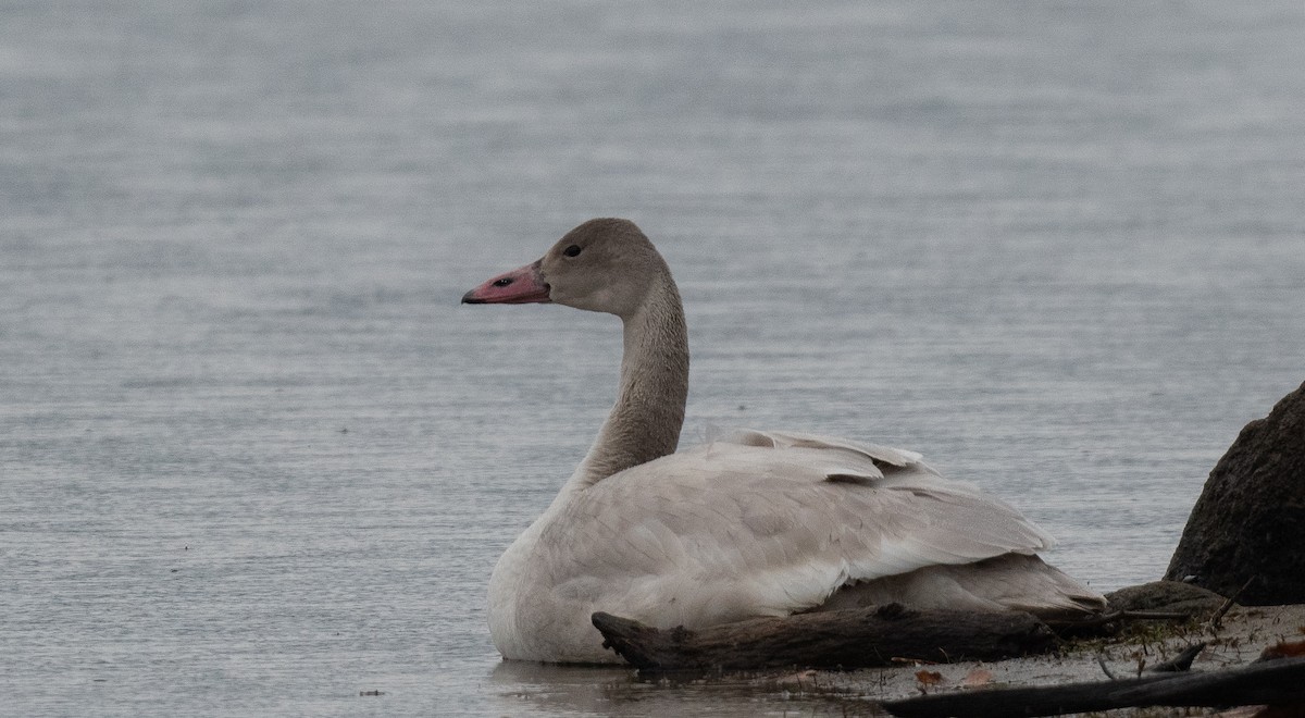 ברבור קטן - ML645744258