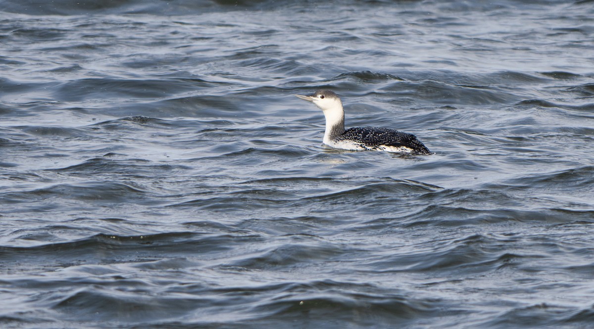 紅喉潛鳥 - ML645744265