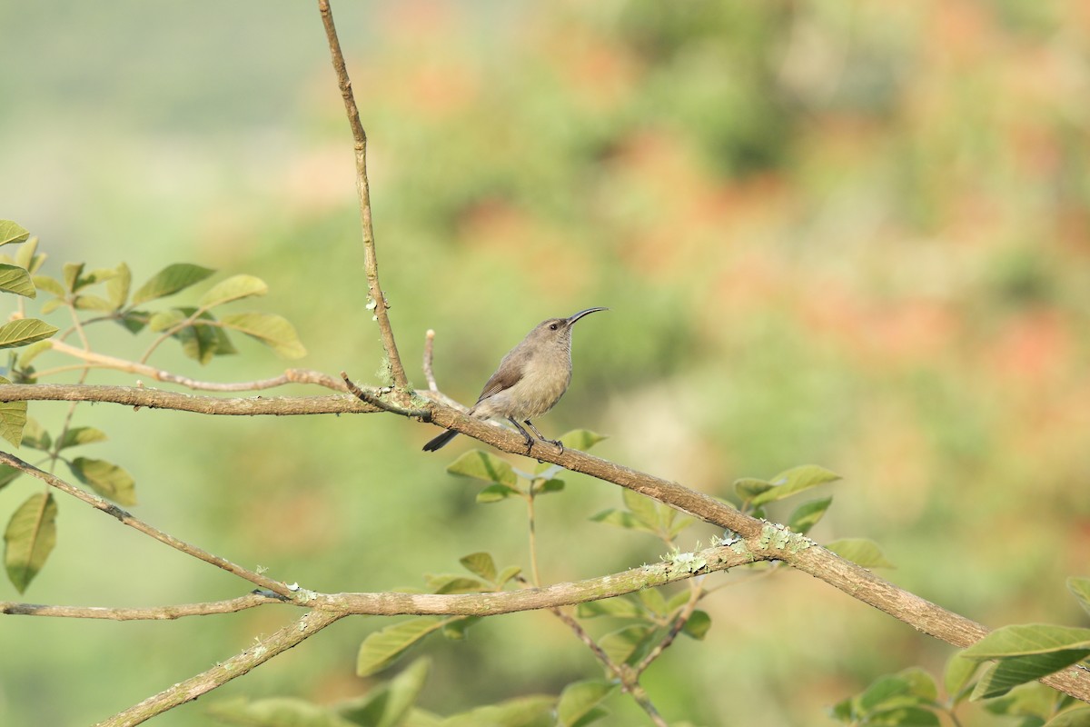 Greater Double-collared Sunbird - ML645744269