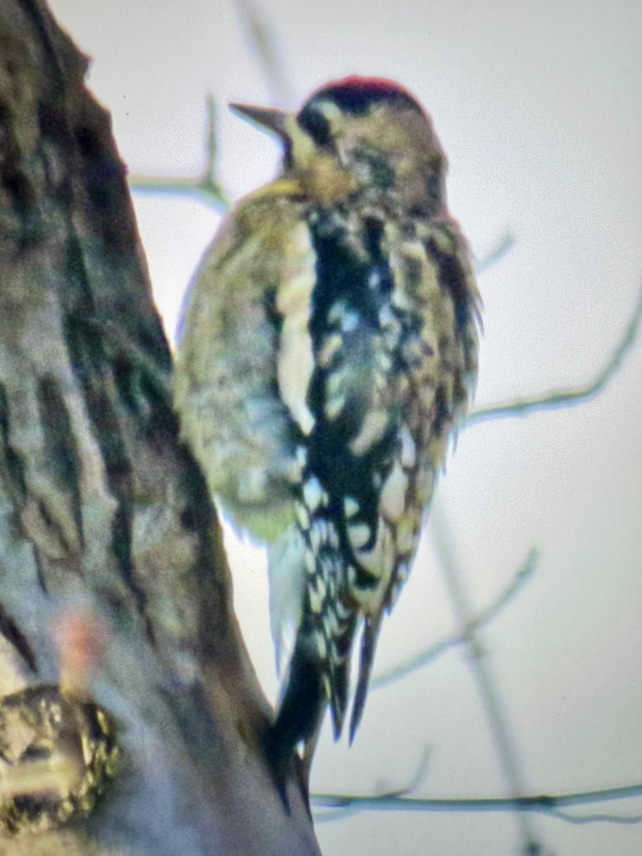Yellow-bellied Sapsucker - ML645744271