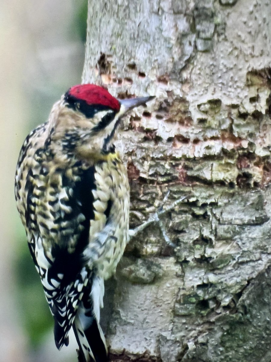 Yellow-bellied Sapsucker - ML645744272
