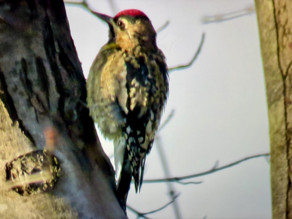 Yellow-bellied Sapsucker - ML645744273