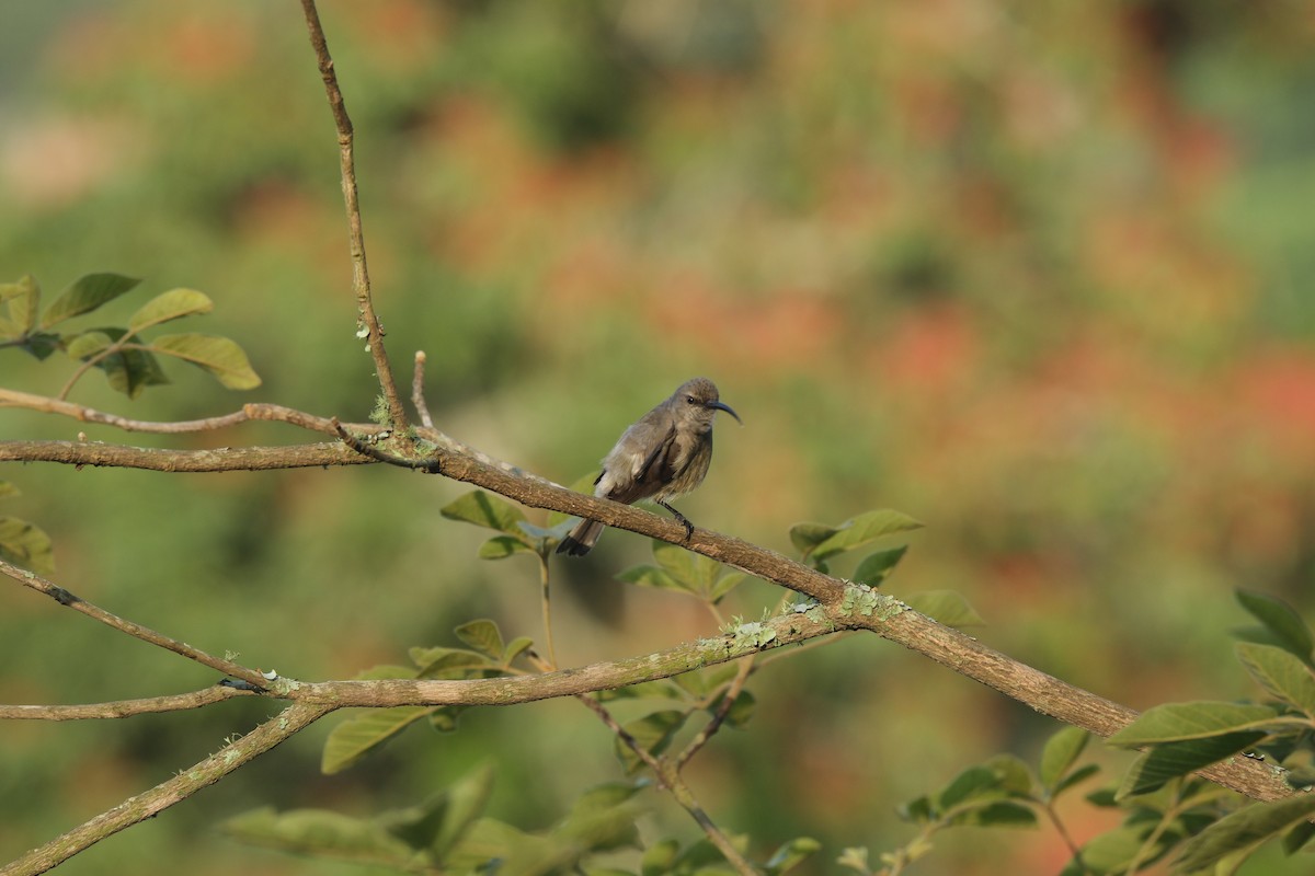Greater Double-collared Sunbird - ML645744277