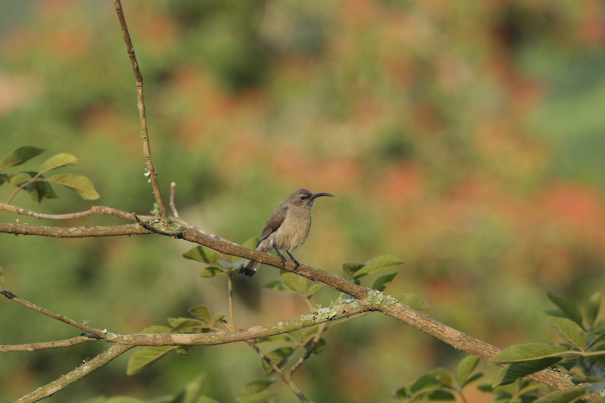Greater Double-collared Sunbird - ML645744280