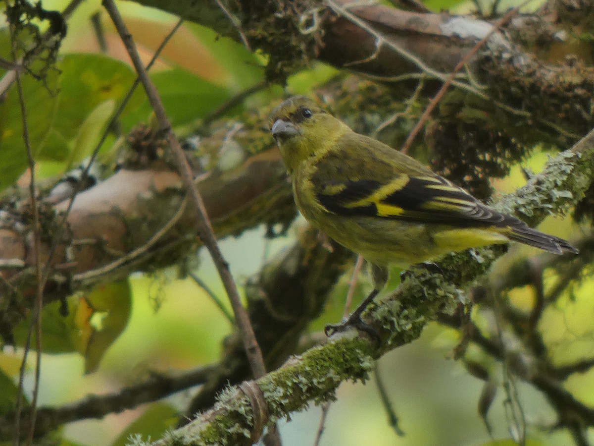 Lesser Goldfinch - ML645744283