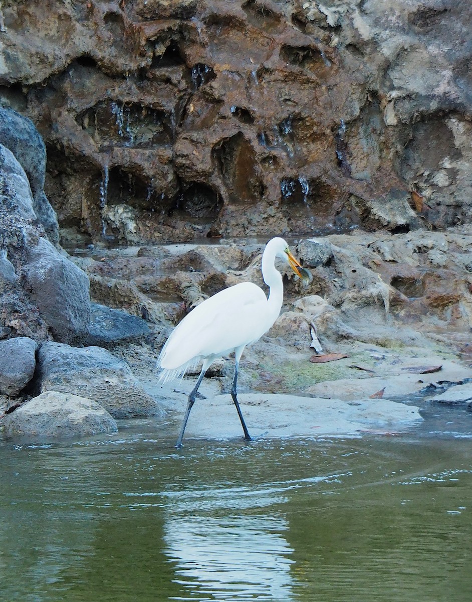 Great Egret - ML645744292