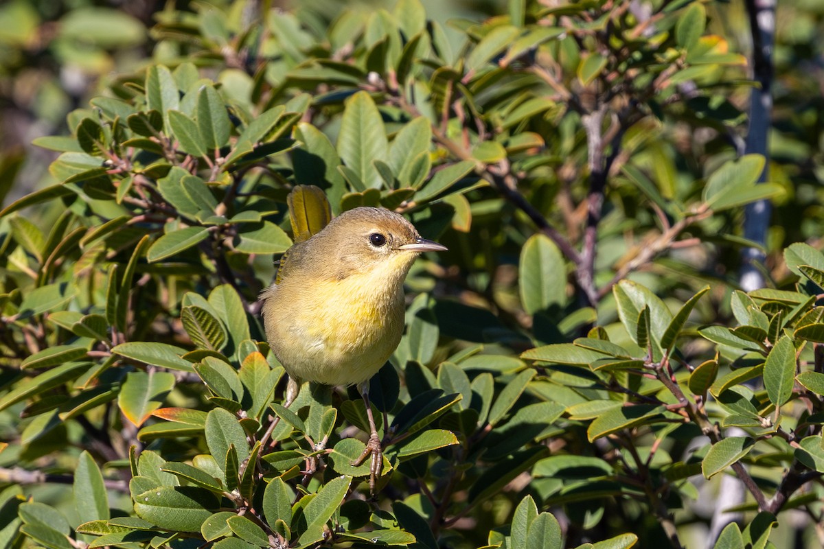 Common Yellowthroat - ML645744294