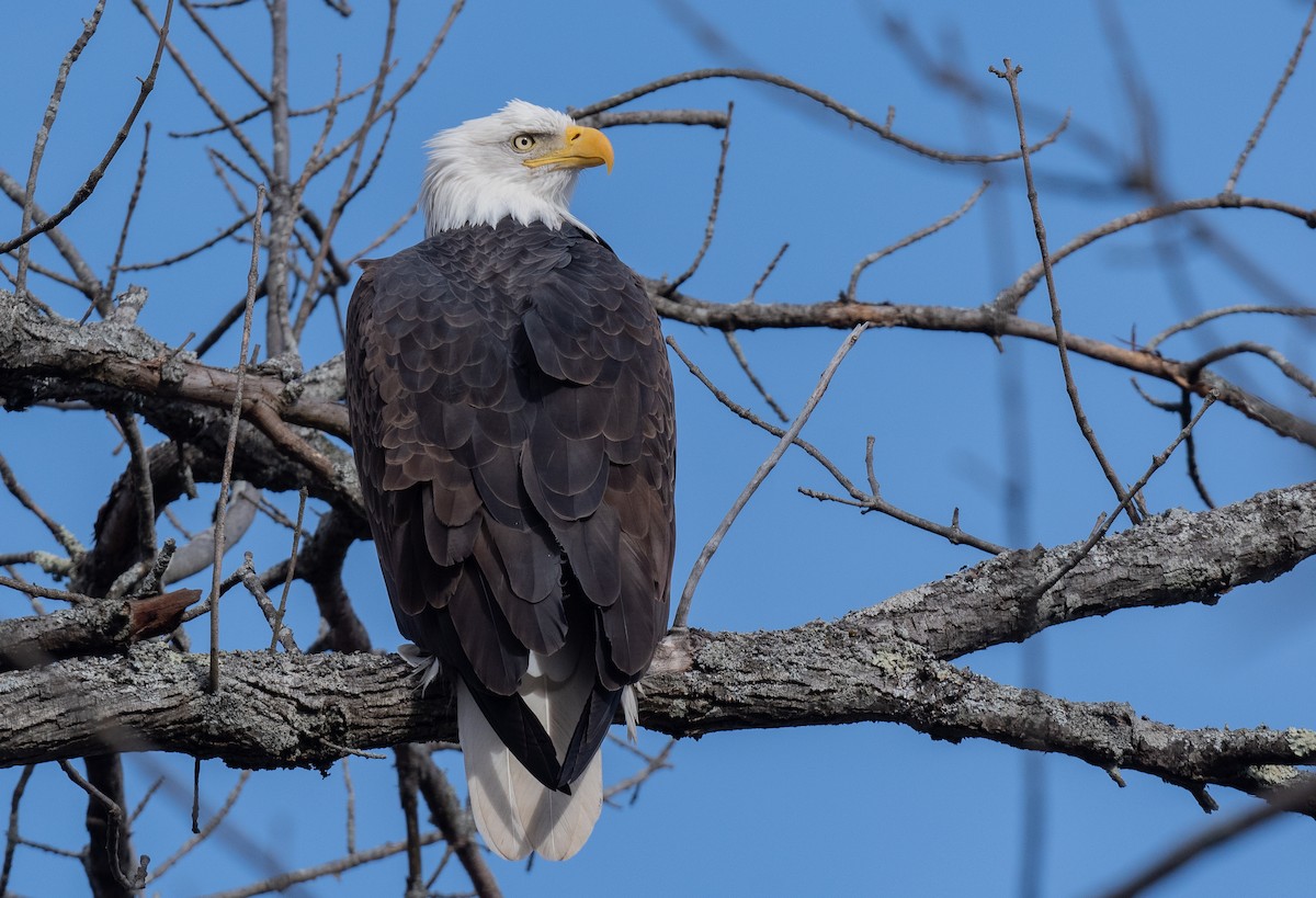 עיטם לבן-ראש - ML645744300