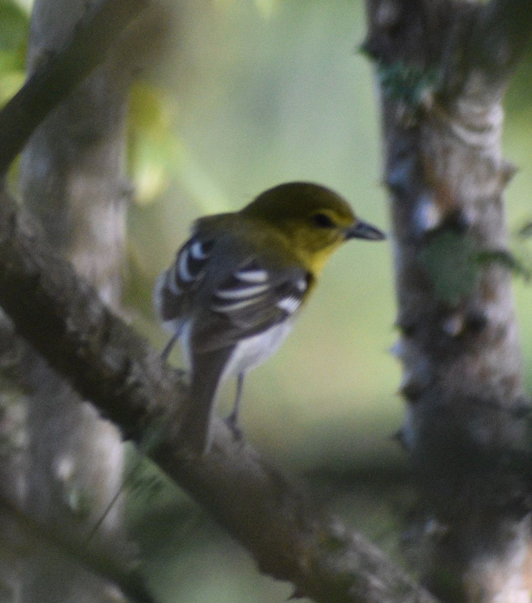 Yellow-throated Vireo - ML645744304