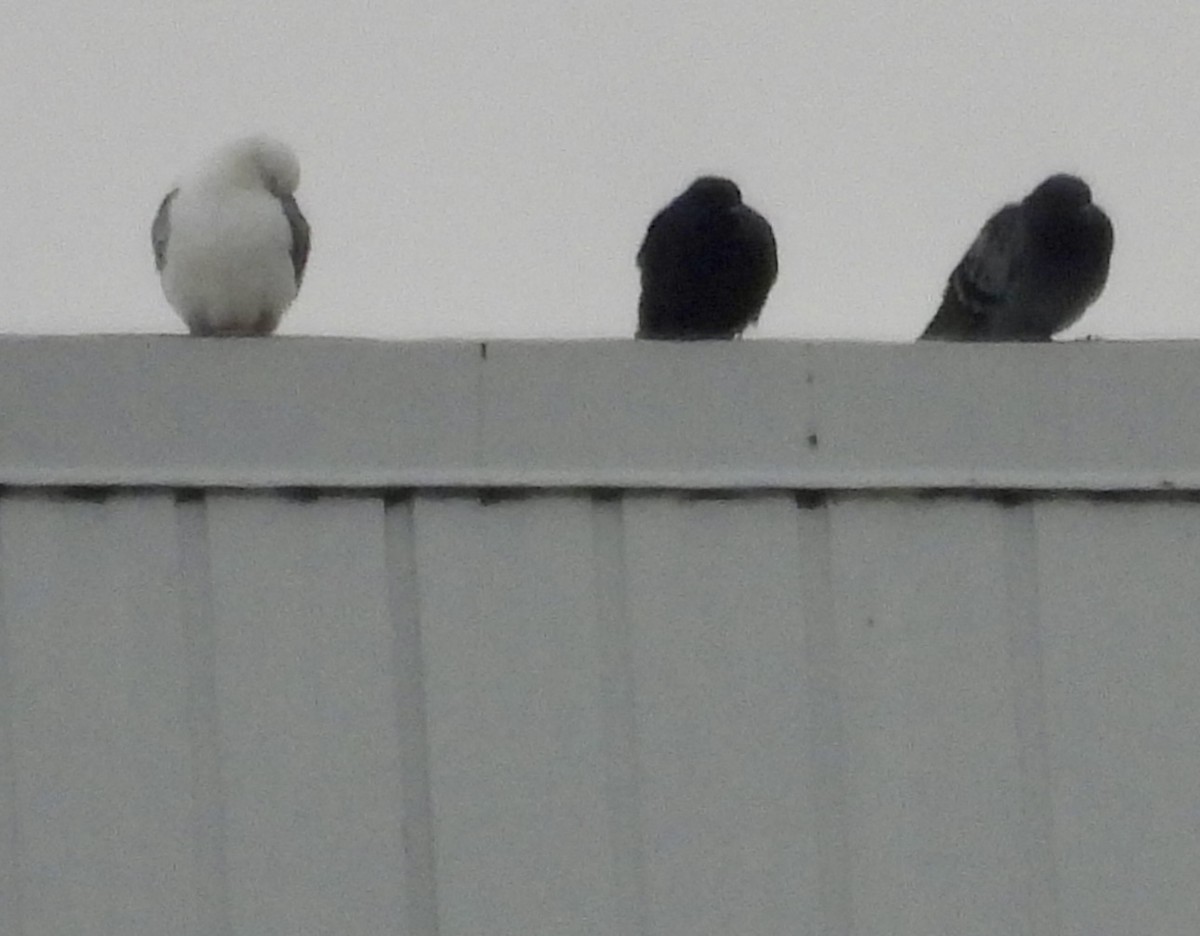 Rock Pigeon (Feral Pigeon) - ML645744306