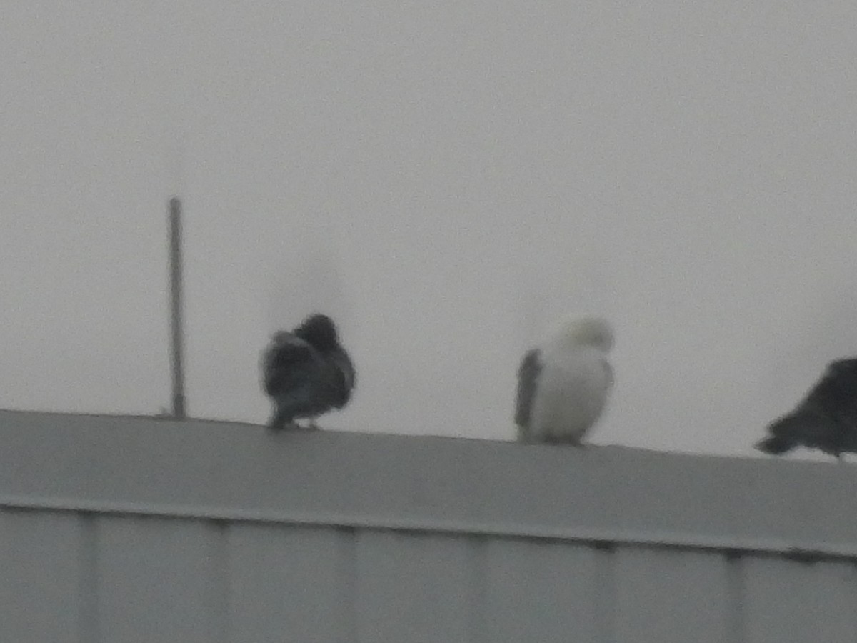 Rock Pigeon (Feral Pigeon) - ML645744308