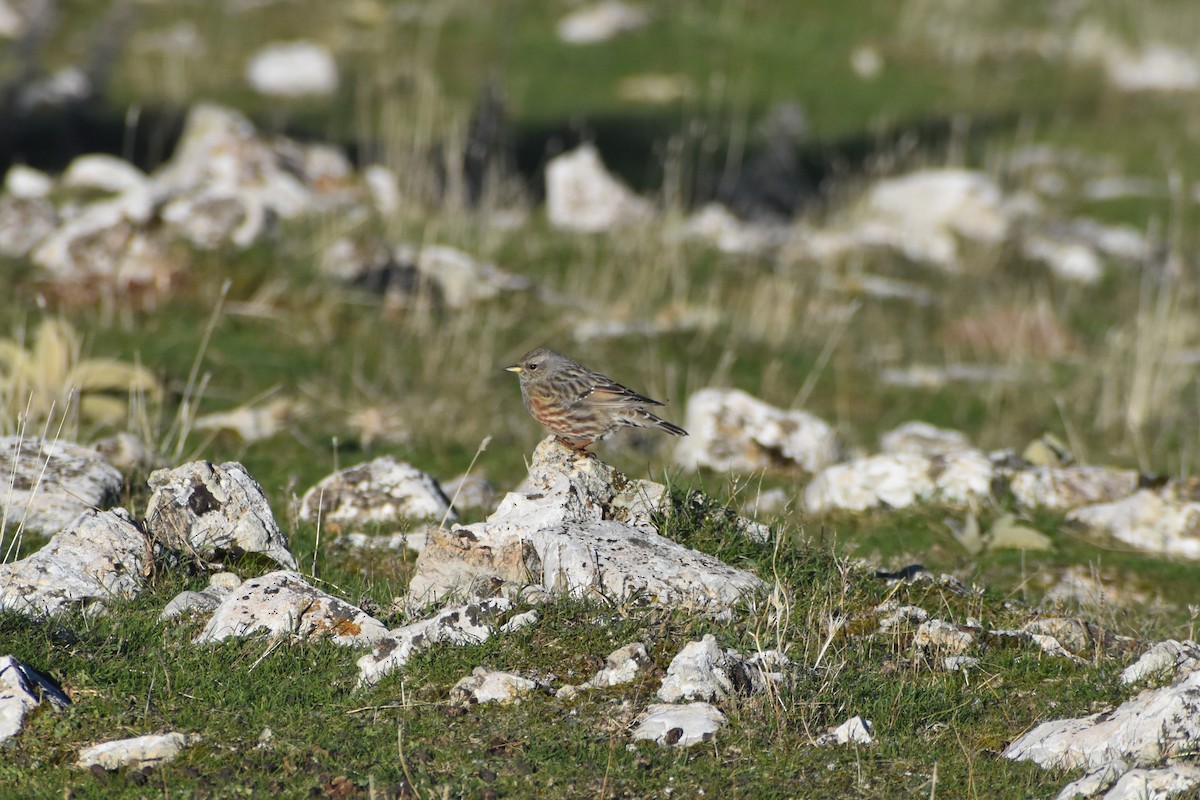 Тагийн хайруулдай - ML645744311