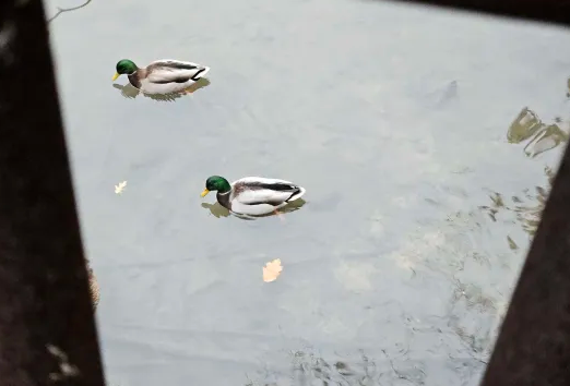 ברכיה - ML645744317