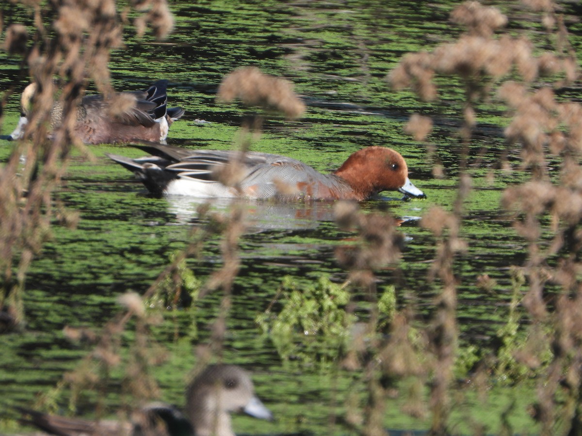 hvízdák eurasijský - ML645744318