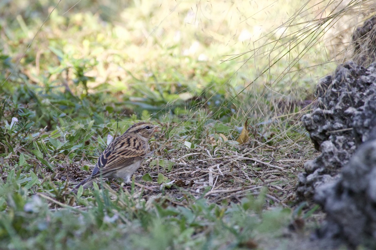 Chipping Sparrow - ML645744330