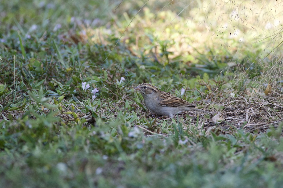 Chipping Sparrow - ML645744331