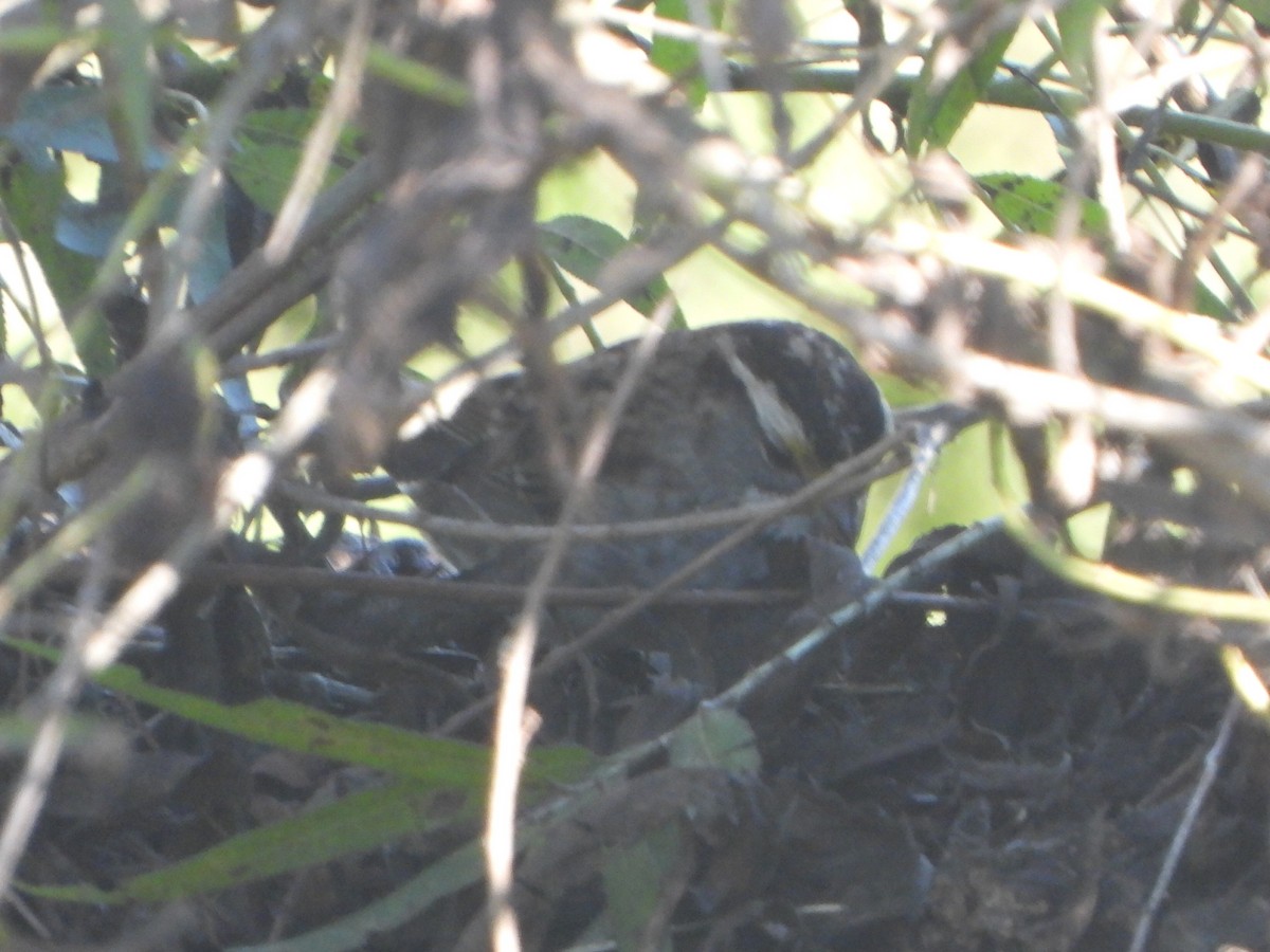 strnadec bělohrdlý - ML645744334