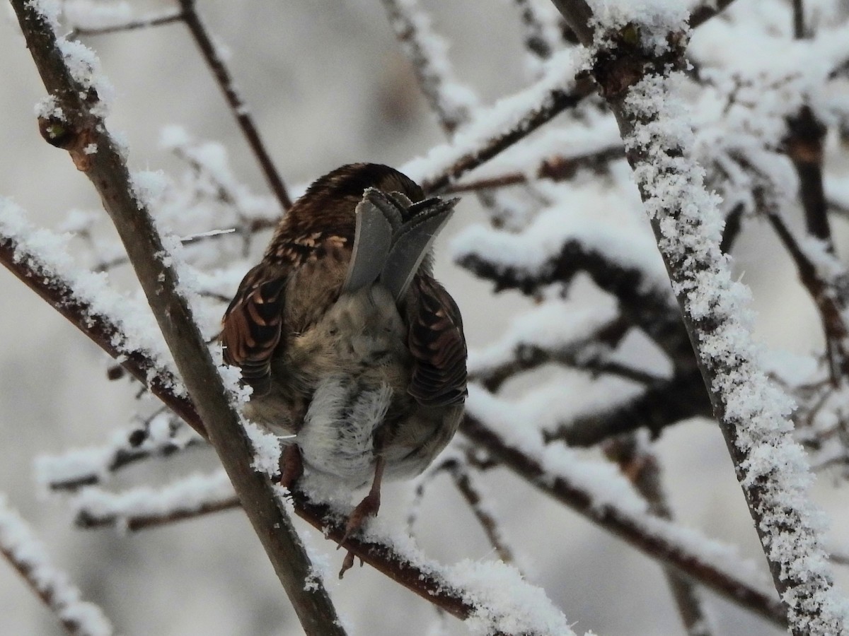 White-throated Sparrow - ML645744335