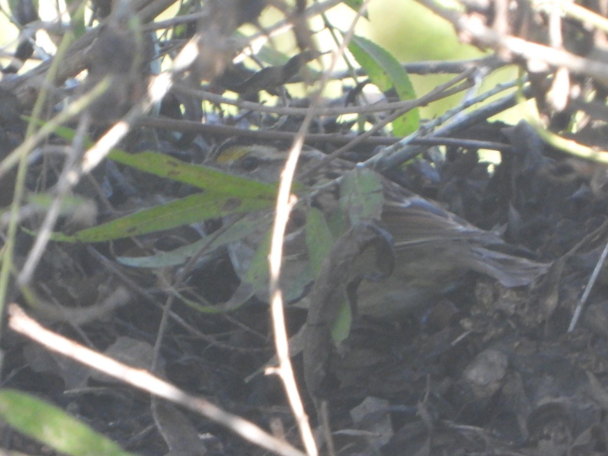 strnadec bělohrdlý - ML645744348