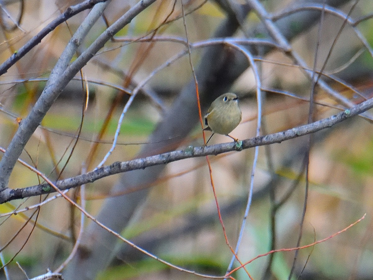 Ruby-crowned Kinglet - ML645744350