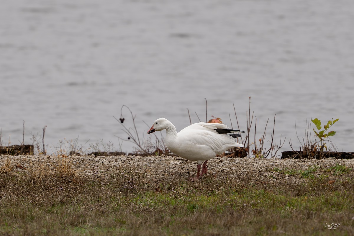 Oca delle nevi - ML645744354