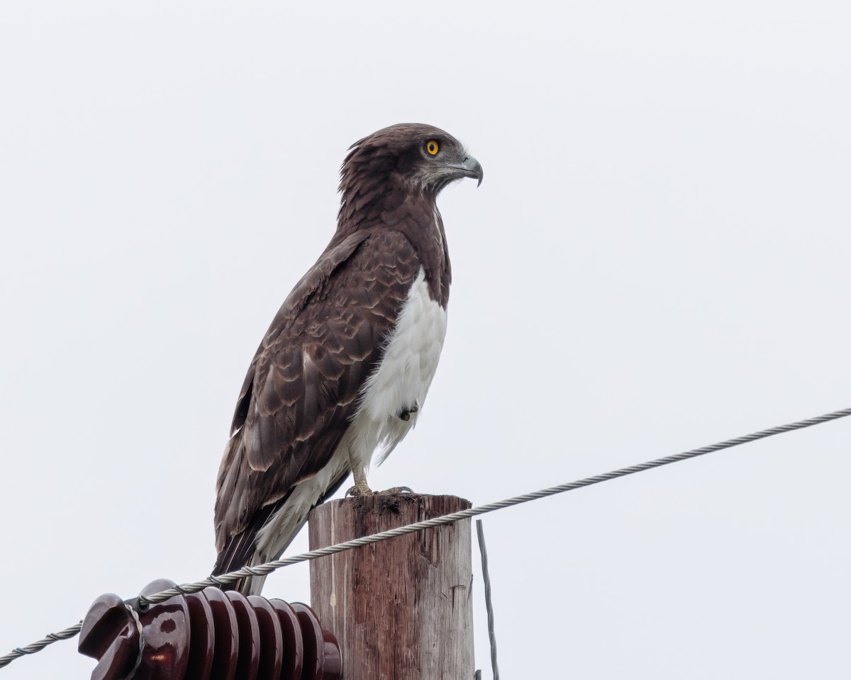 Black-chested Snake-Eagle - ML645744357