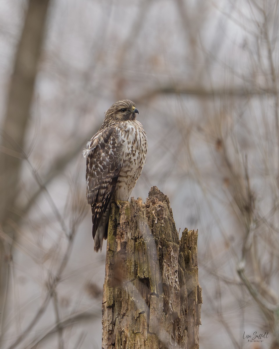 Red-shouldered Hawk - ML645744365