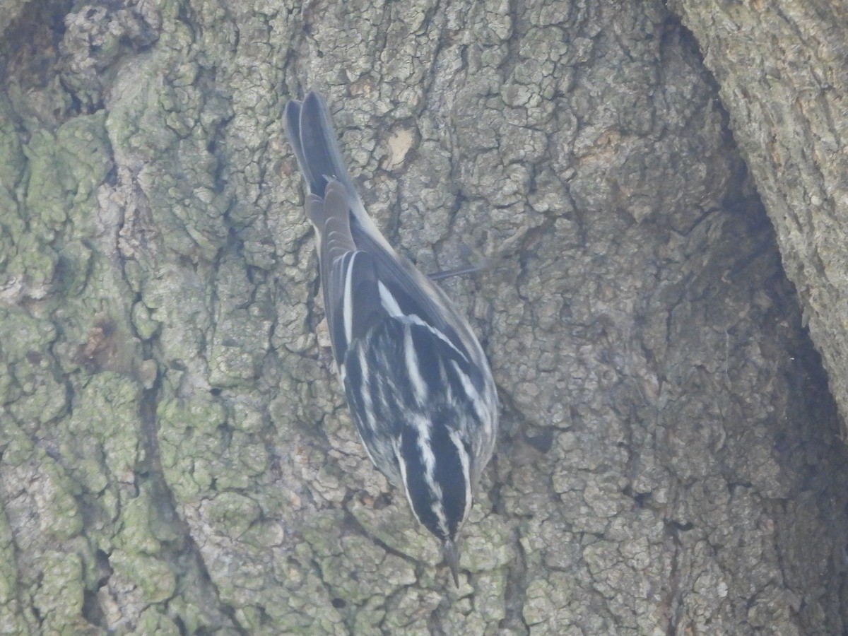 lesňáček černobílý - ML645744367